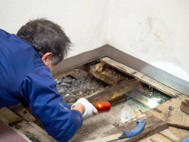 Best Black Mold Removal  in West End, NY