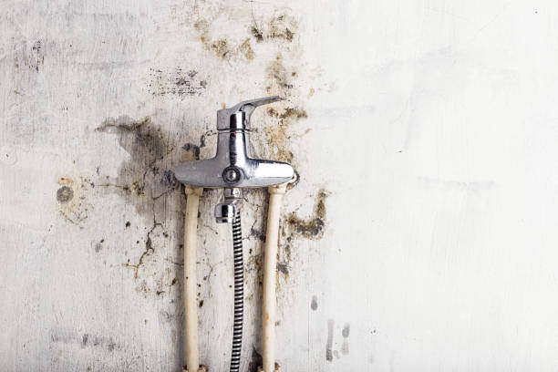 Best Commercial Mold Removal  in West End, NY