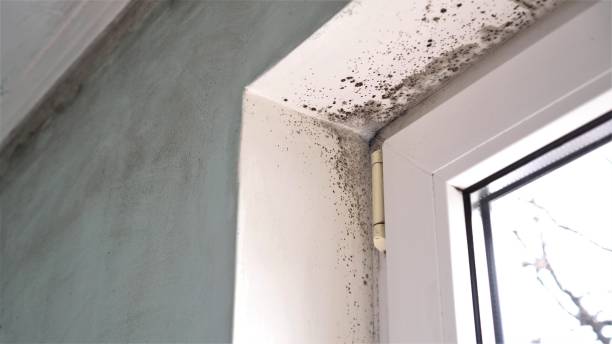 Best Certified Mold Removal  in West End, NY
