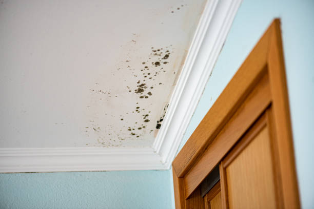 Best Emergency Mold Removal  in West End, NY