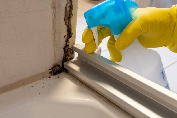 Certified Mold Removal in West End, NY
