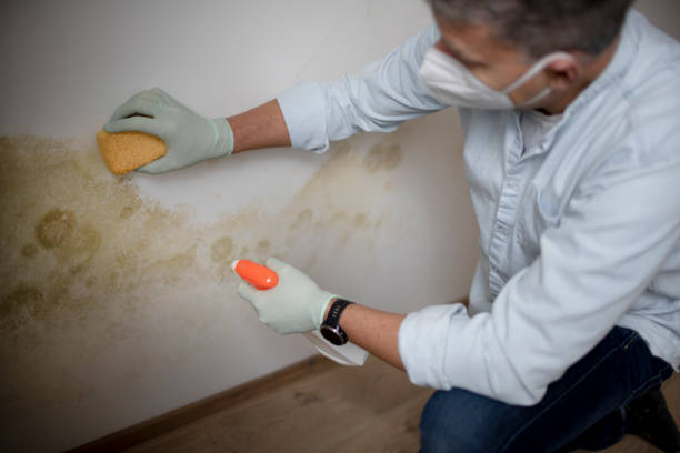 Best Mold Damage Repair  in West End, NY