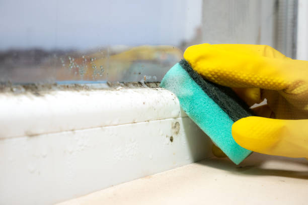 Best Attic Mold Removal  in West End, NY