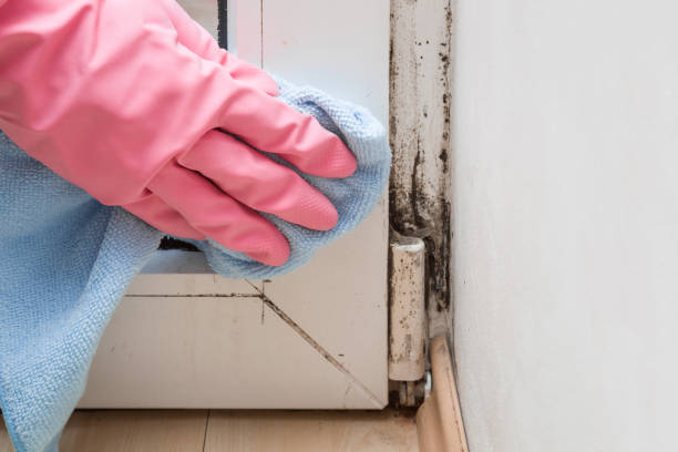 Best Professional Mold Removal  in West End, NY