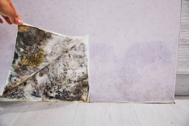 Home Mold Removal in West End, NY